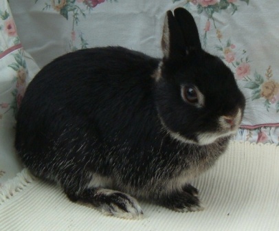 Netherland dwarf rabbit 2024 black and white